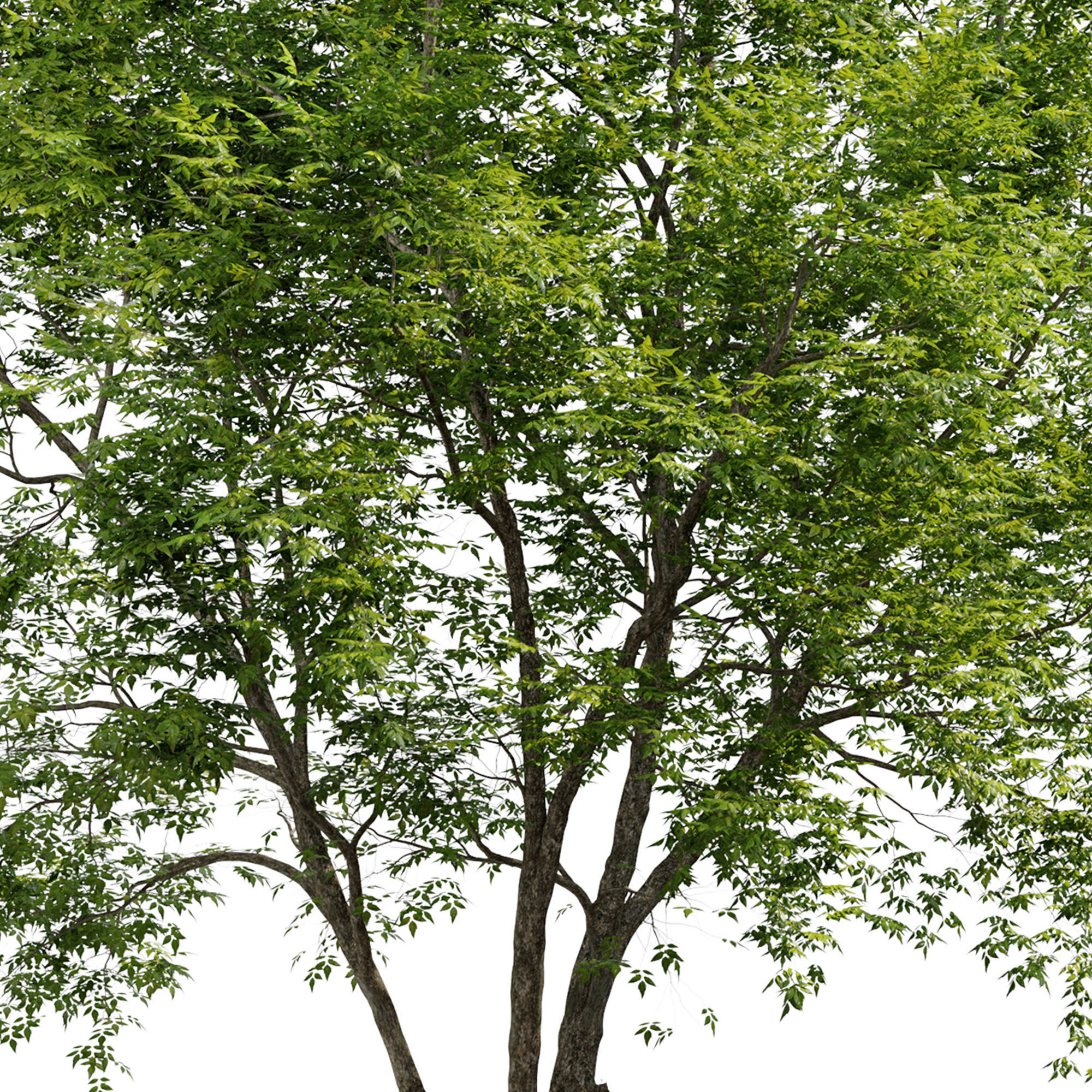 Fraxinus americana  3 3D model_5