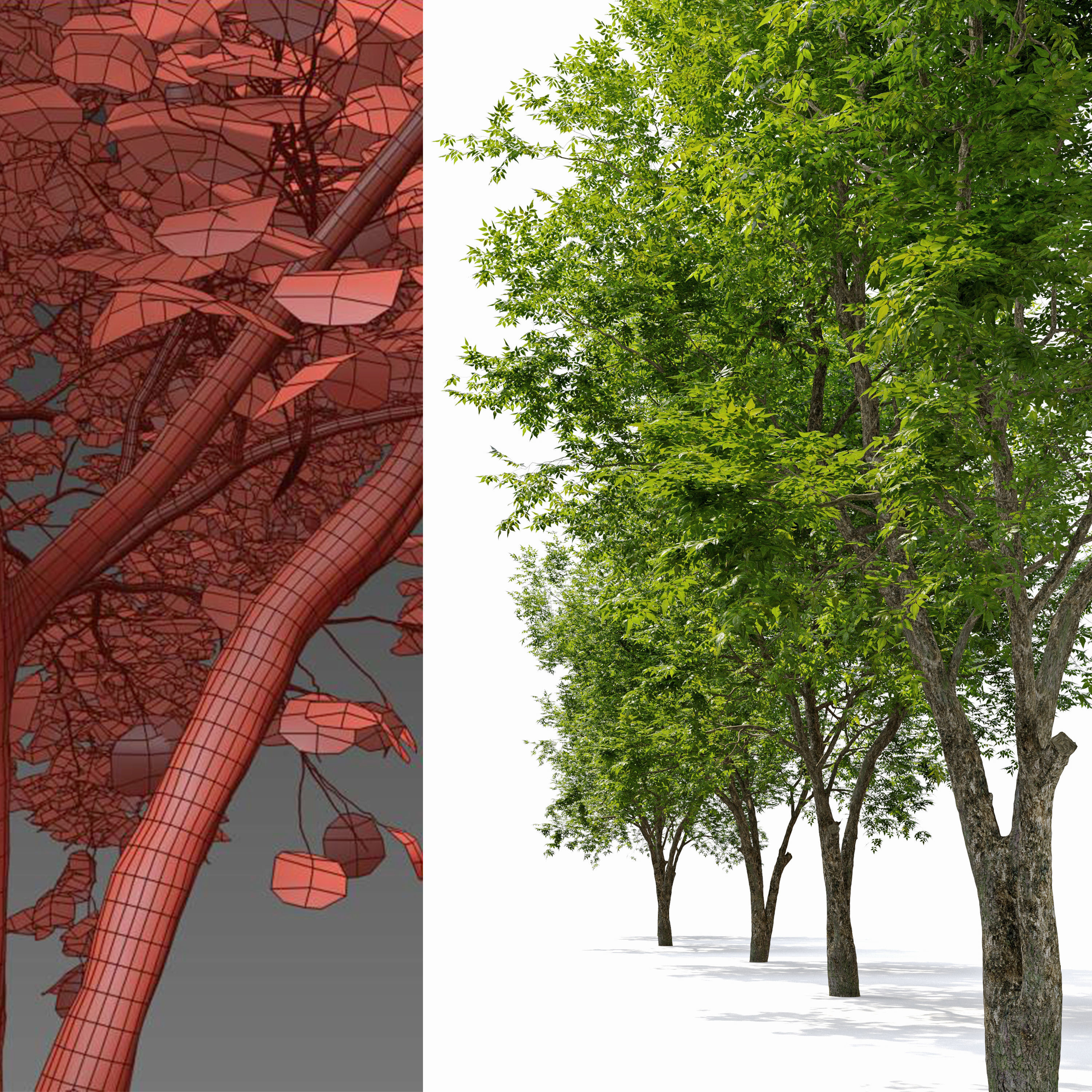 Fraxinus americana  3 3D model_3