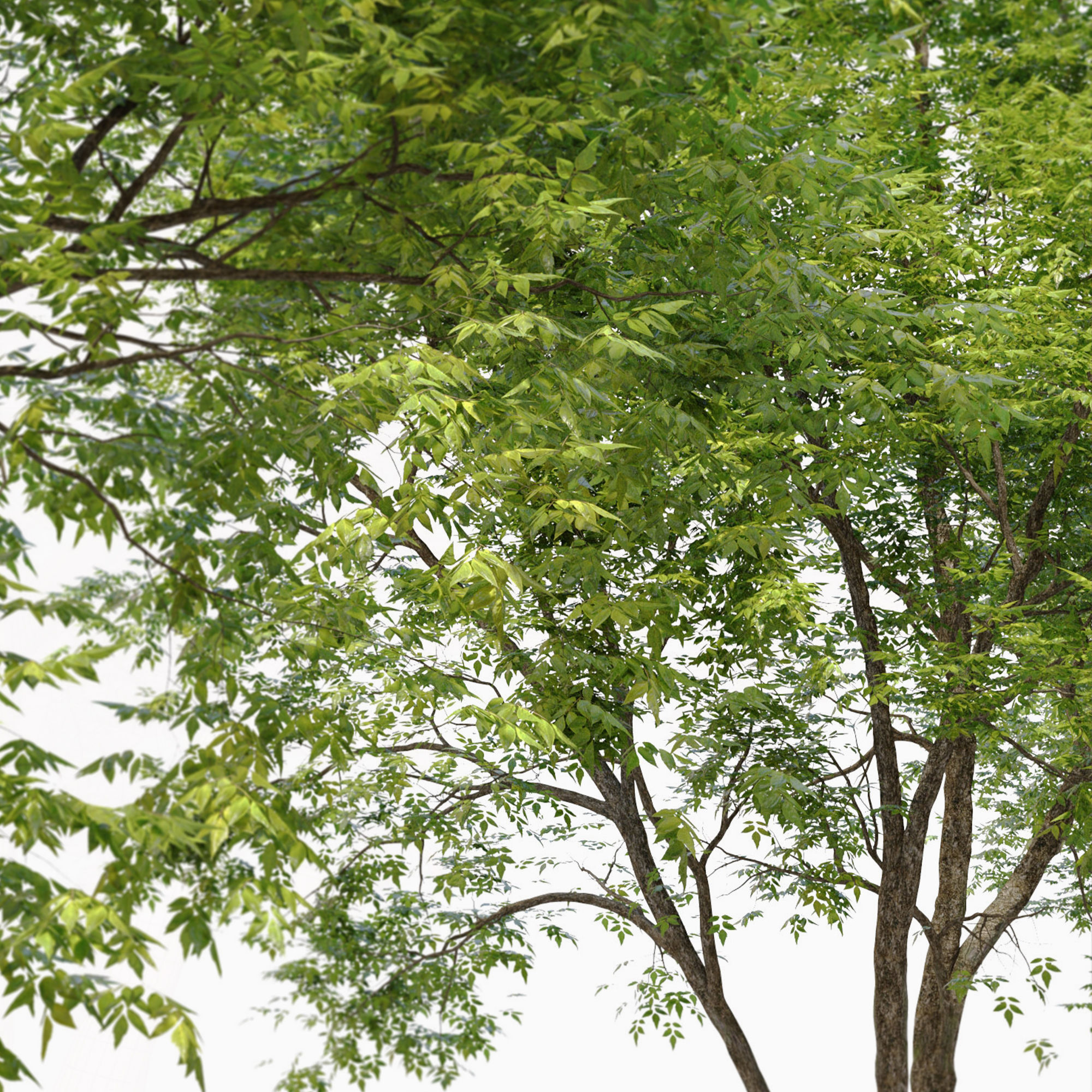 Fraxinus americana  3 3D model_4