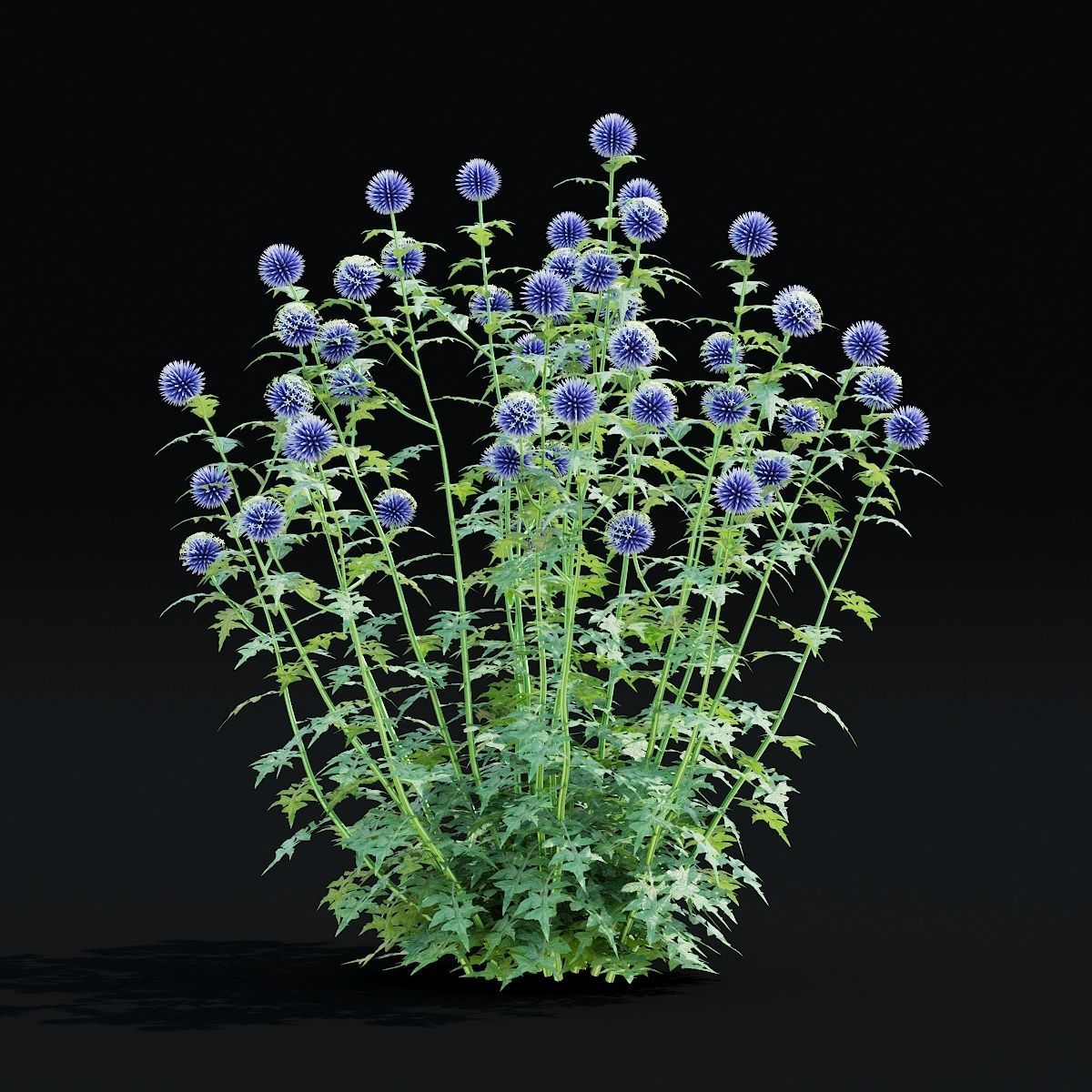 Echinops bannaticus flower 3D model_4