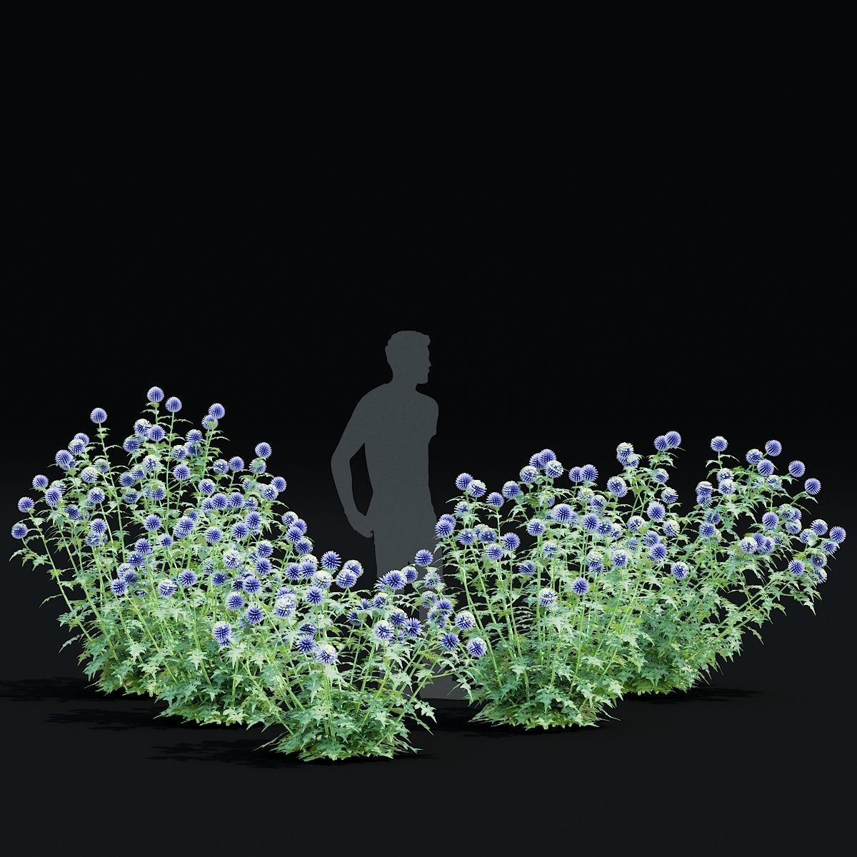 Echinops bannaticus flower 3D model_8