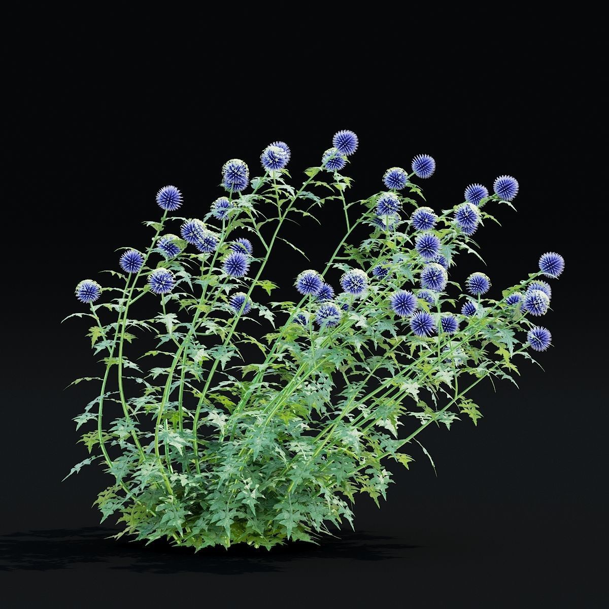 Echinops bannaticus flower 3D model_3