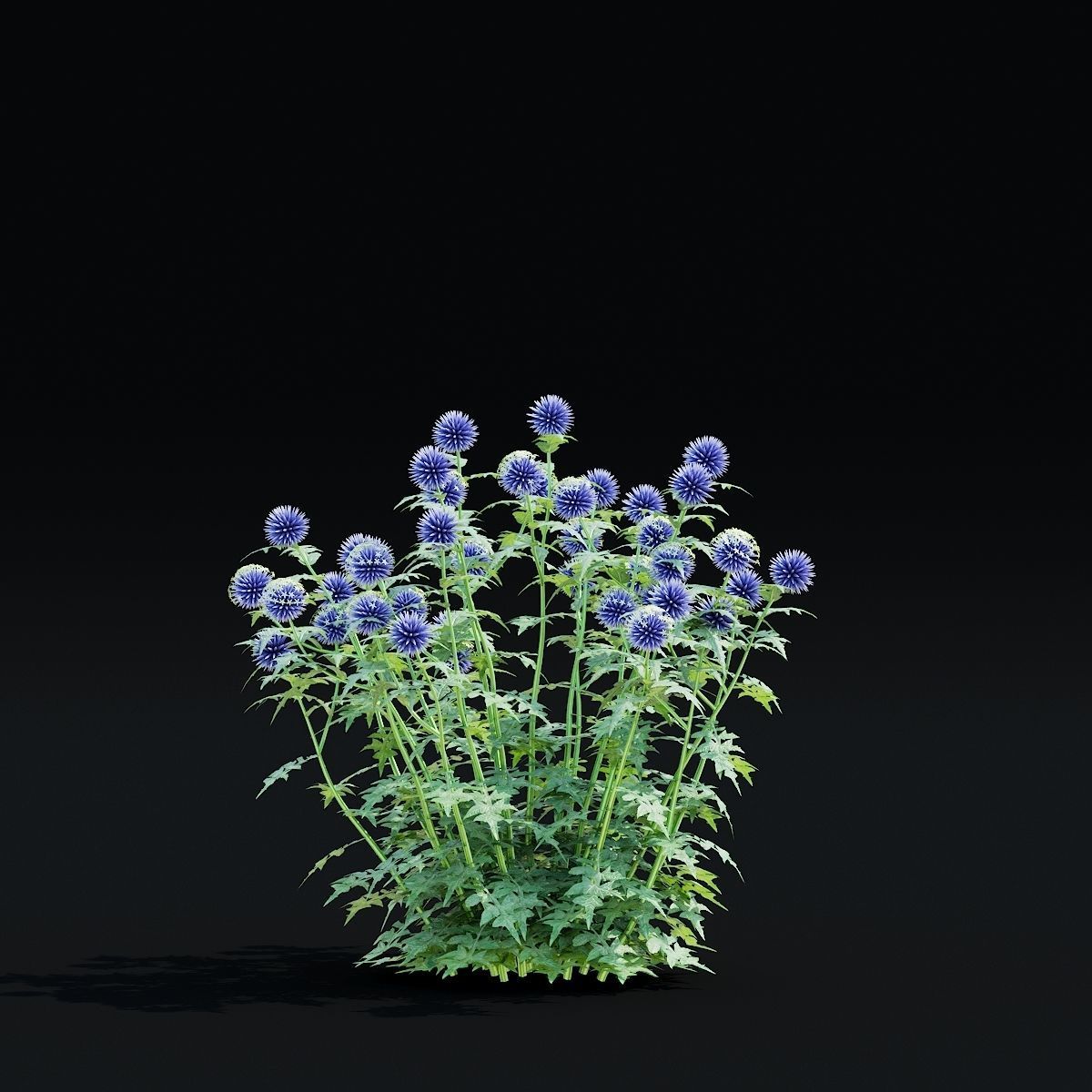 Echinops bannaticus flower 3D model_6