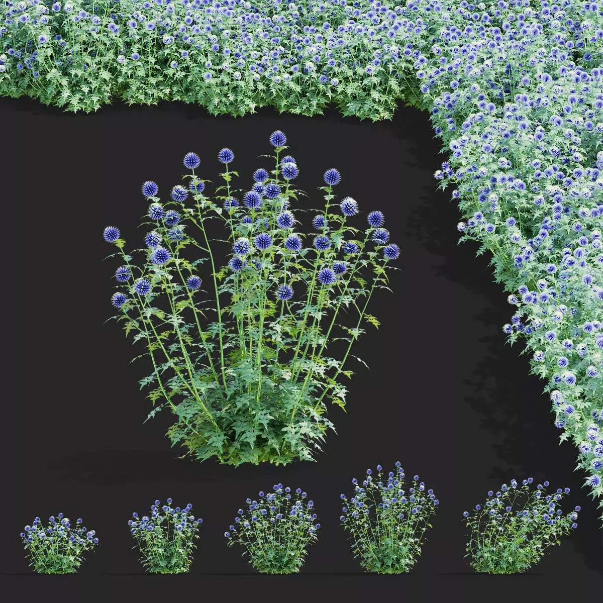 Echinops bannaticus flower 3D model_0