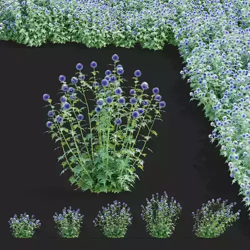 Echinops bannaticus flower 3D model