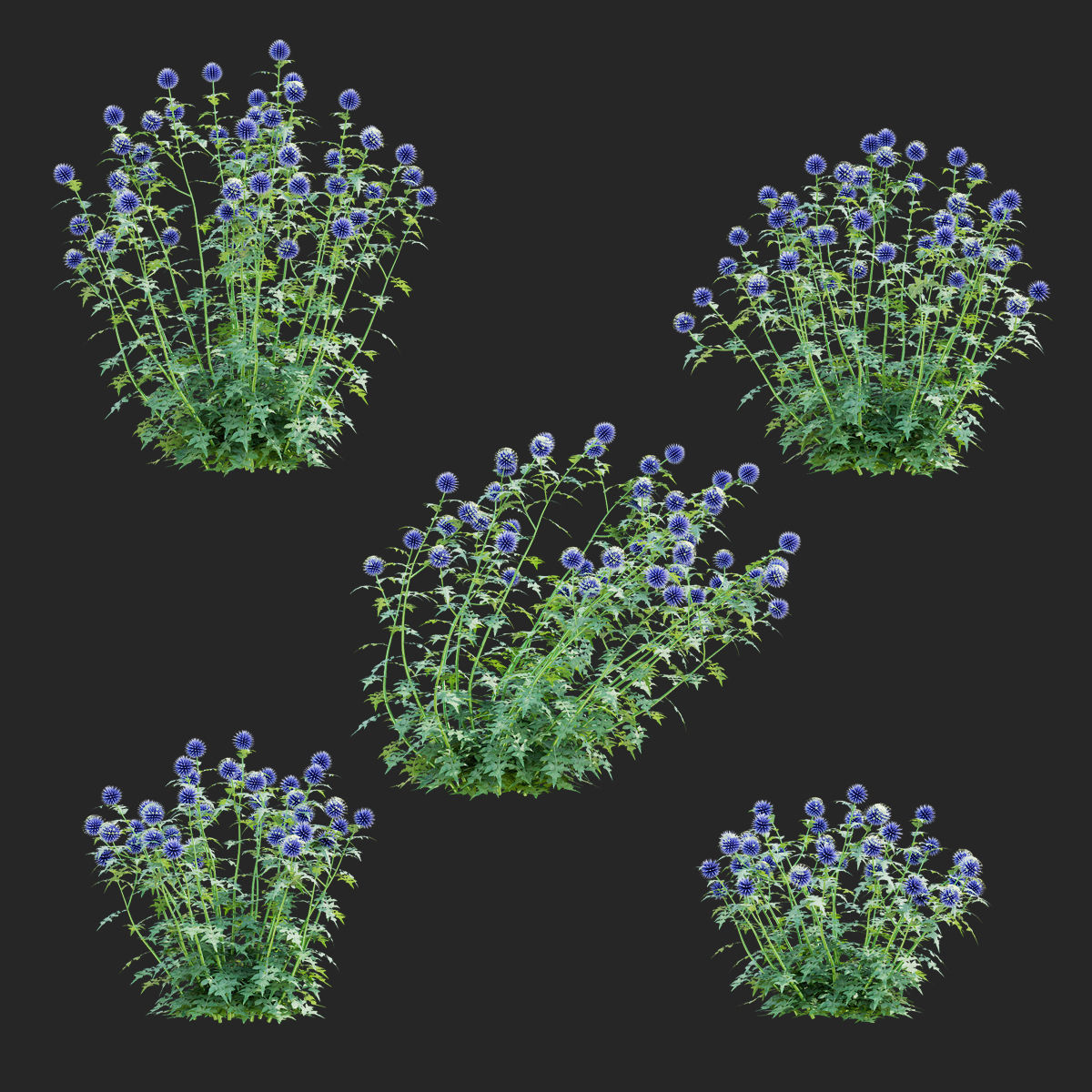 Echinops bannaticus flower 3D model_1