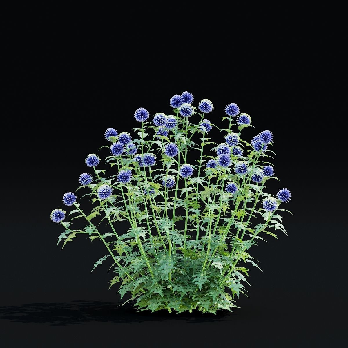 Echinops bannaticus flower 3D model_5