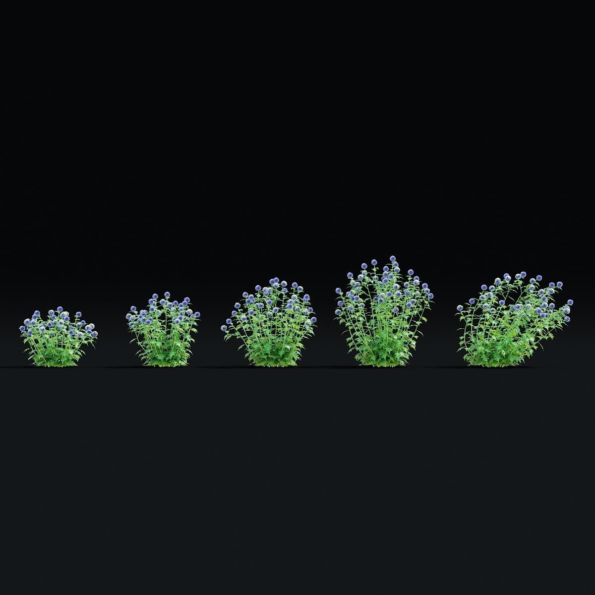 Echinops bannaticus flower 3D model_2