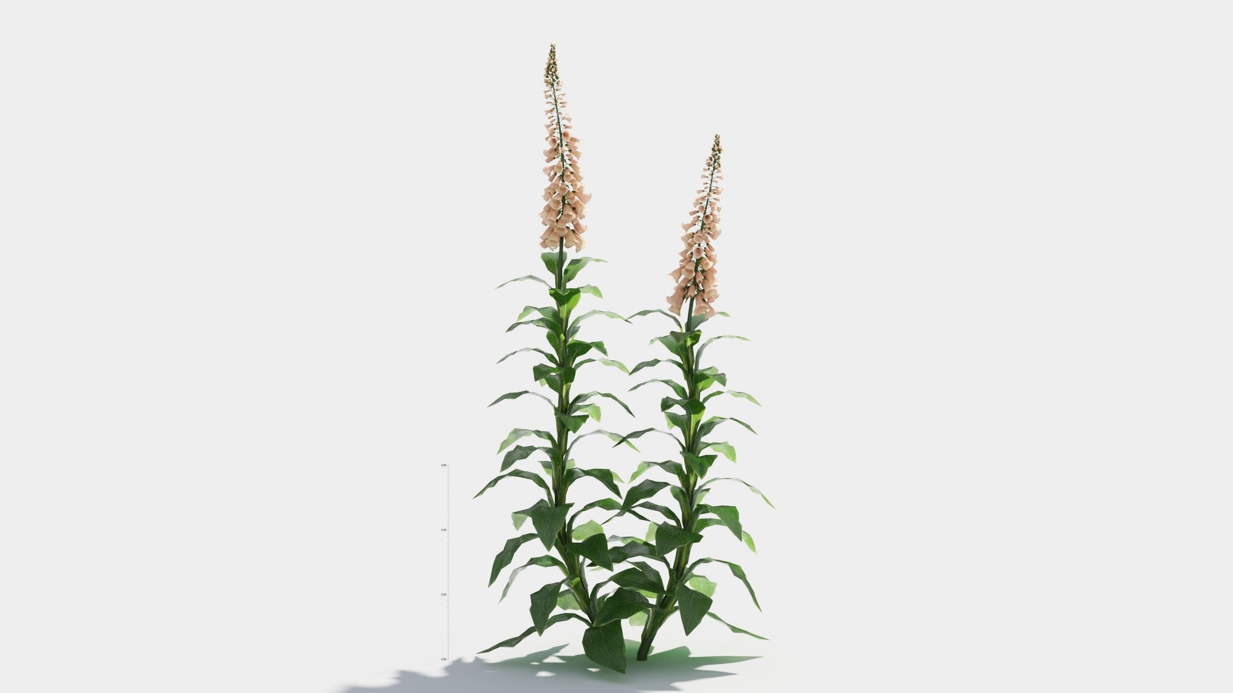 Digitalis purpurea 3D model_6