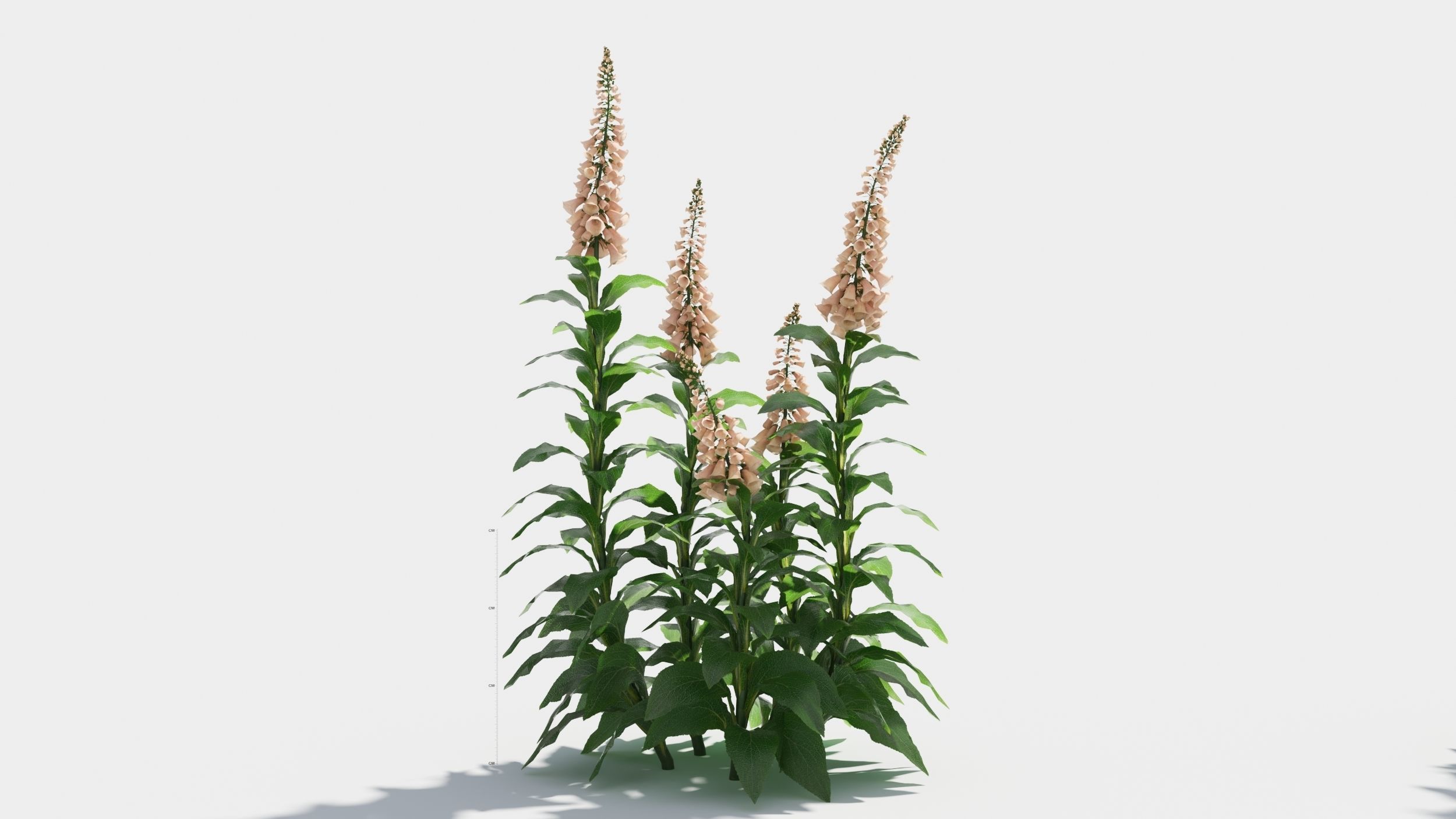 Digitalis purpurea 3D model_9