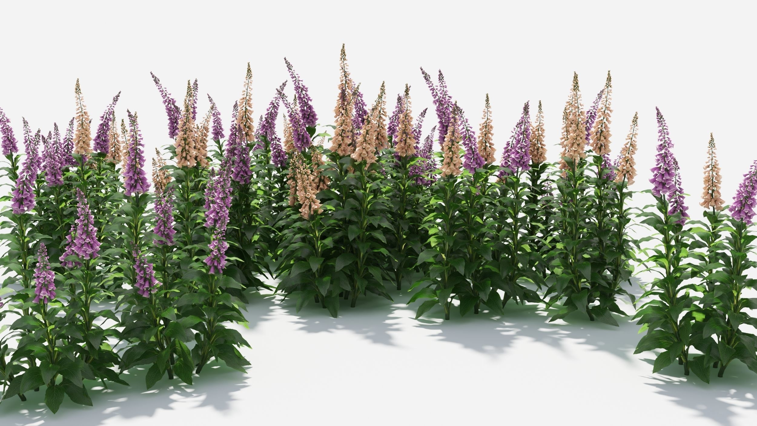 Digitalis purpurea 3D model_4