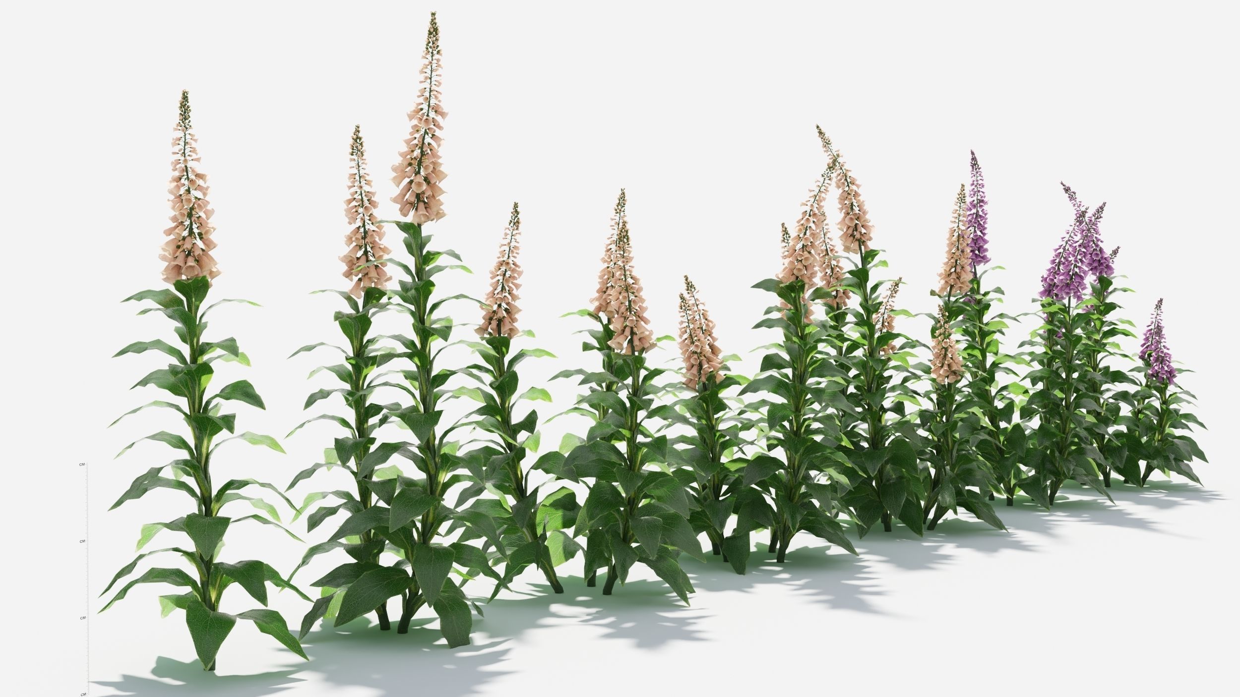 Digitalis purpurea 3D model_3