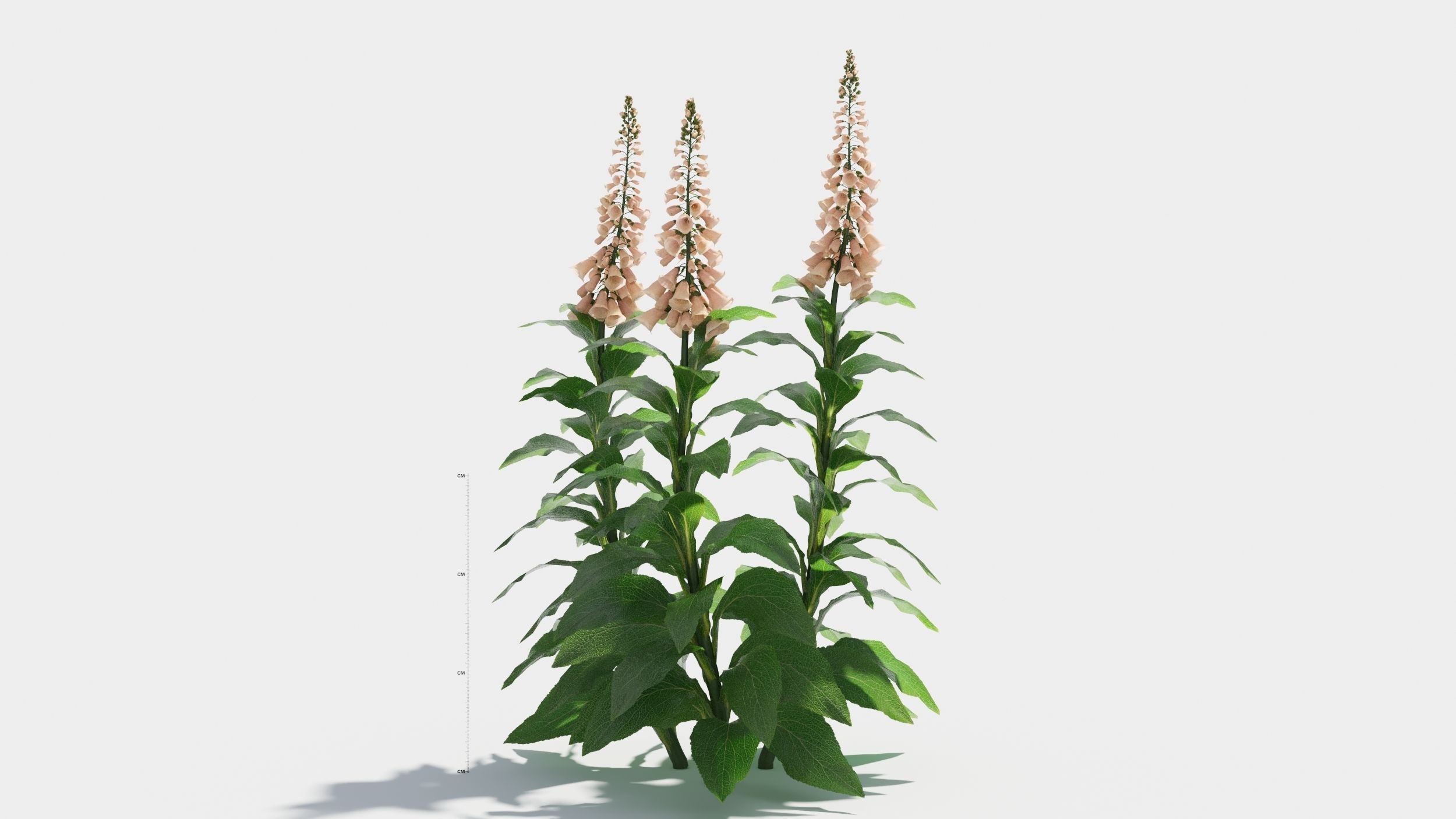 Digitalis purpurea 3D model_7