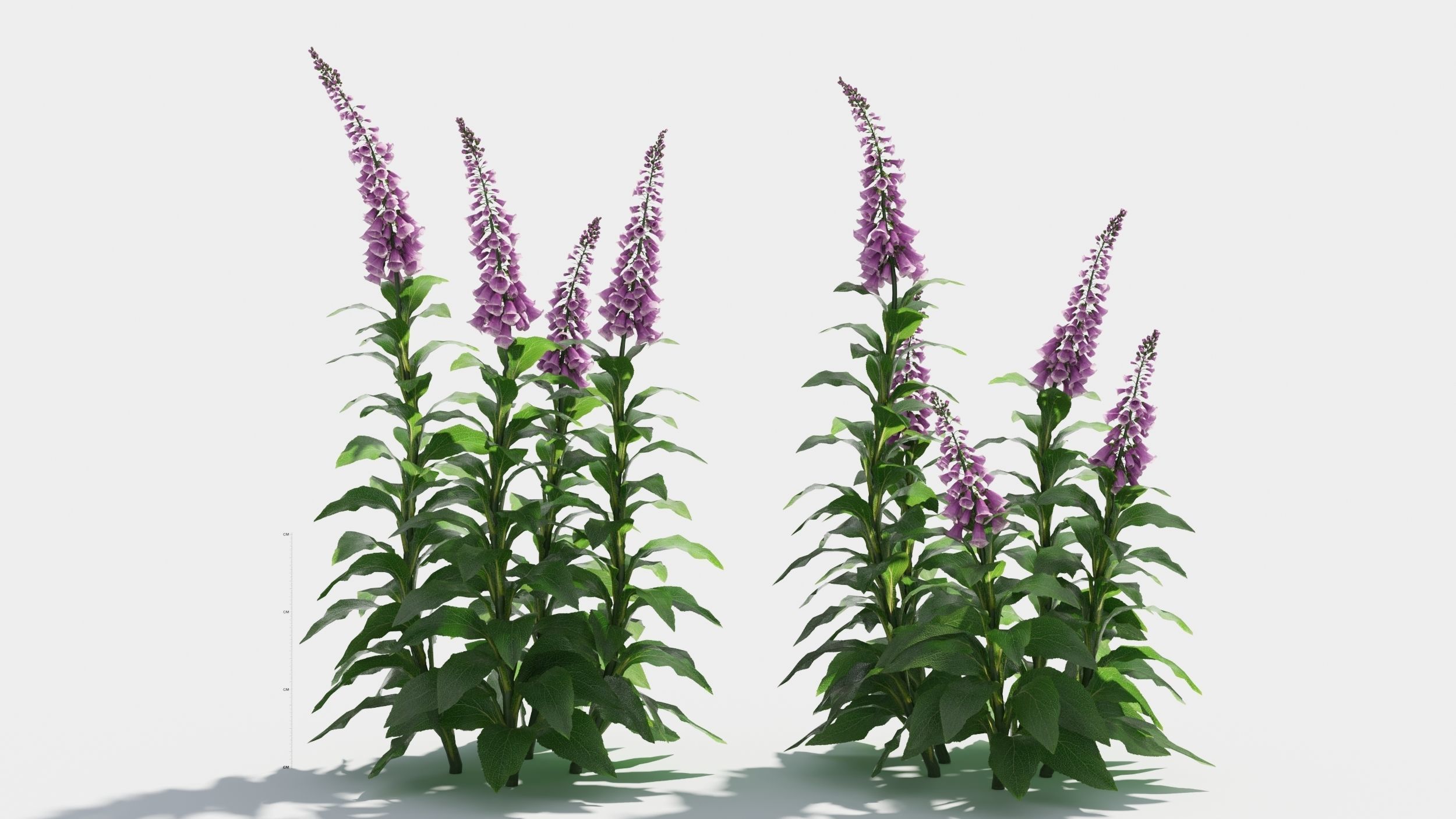 Digitalis purpurea 3D model_2