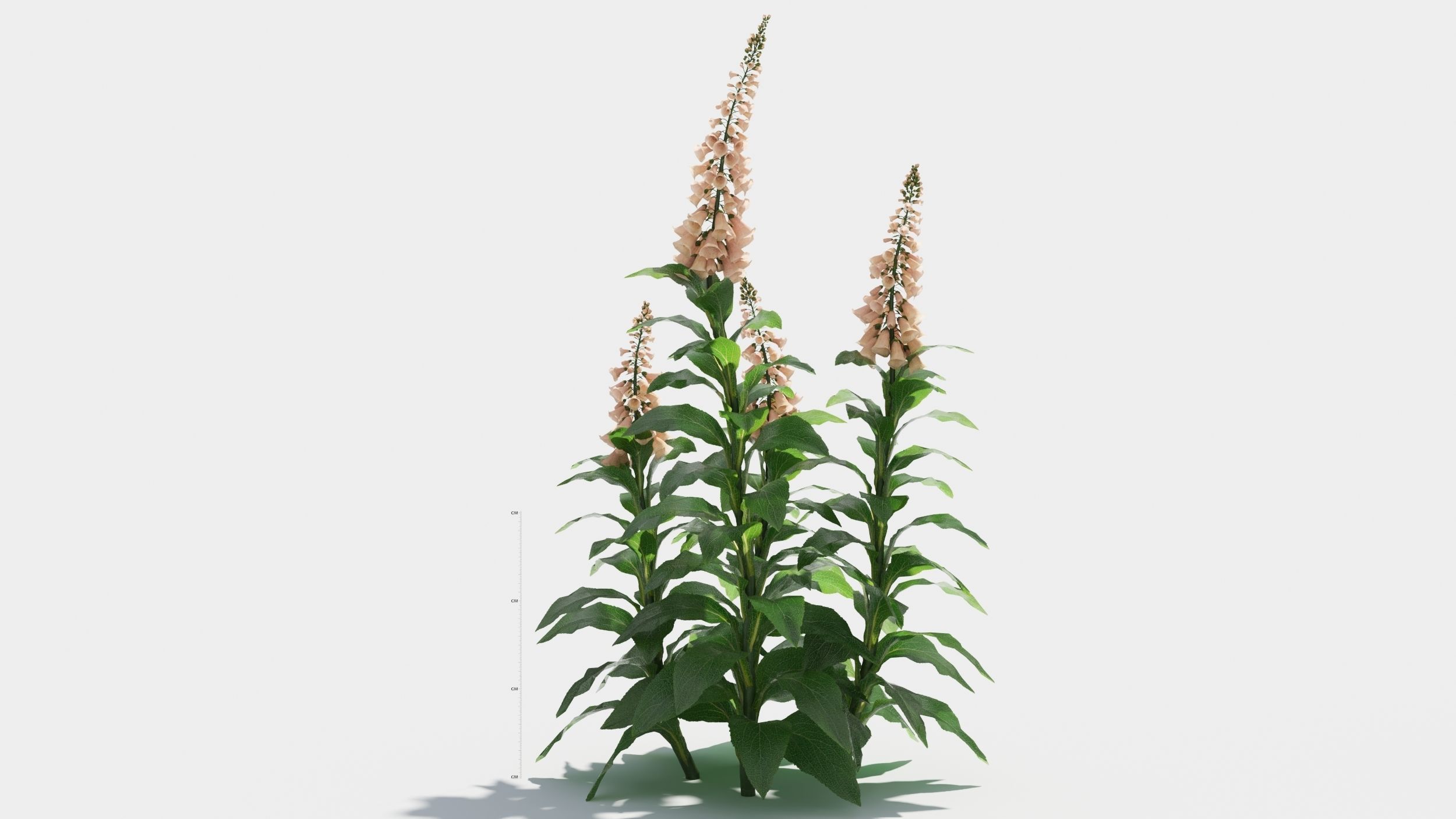 Digitalis purpurea 3D model_8