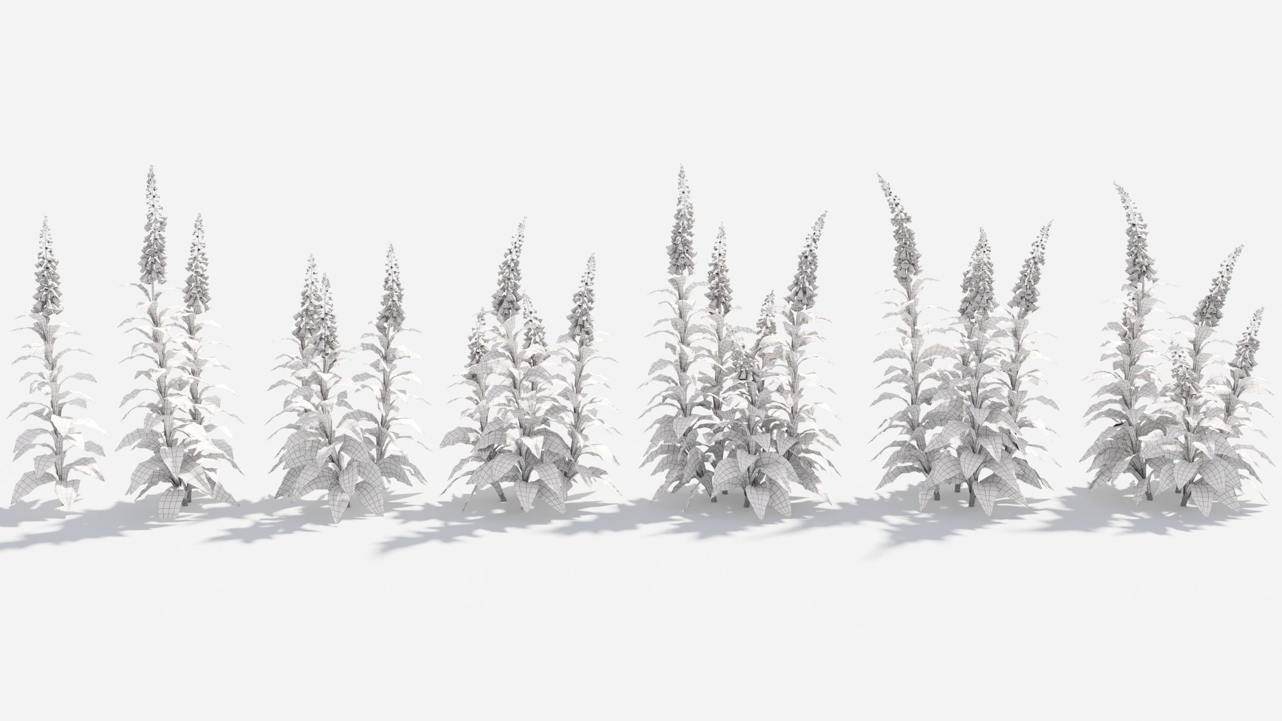 Digitalis purpurea 3D model_10