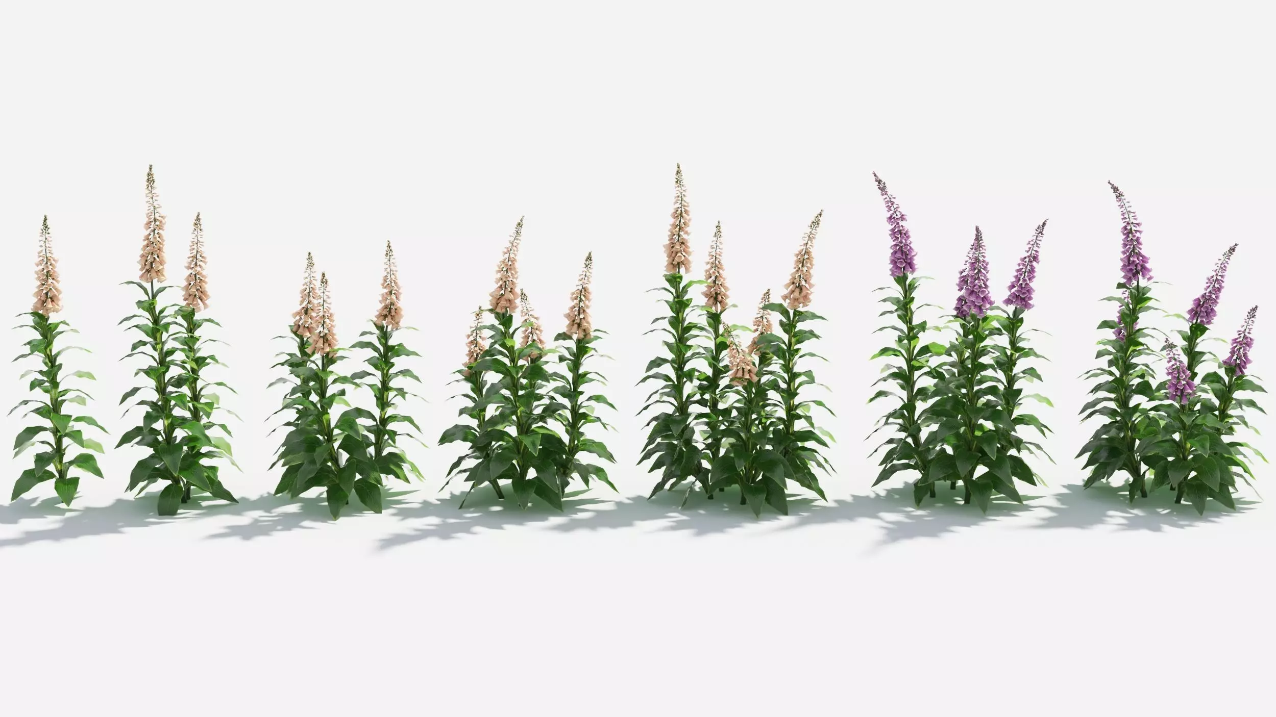 Digitalis purpurea 3D model_0