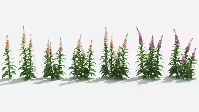 Digitalis purpurea