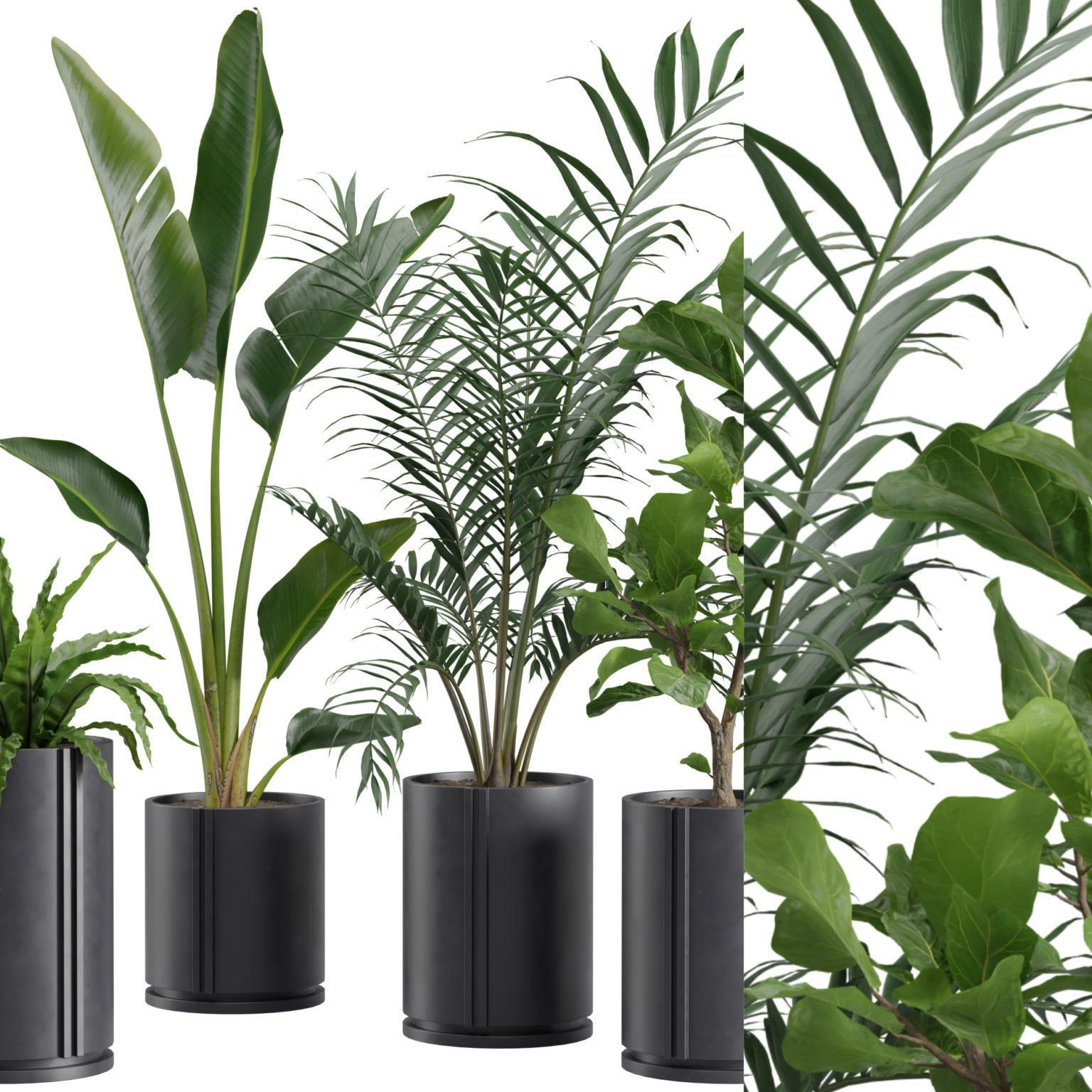 Indoor Plants Pack 27 3D model_2
