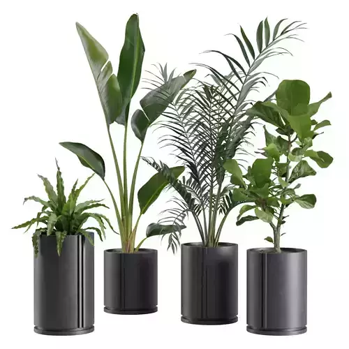 Indoor Plants Pack 27 3D model