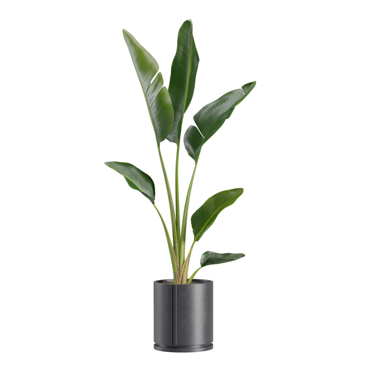 Indoor Plants Pack 27 3D model_5