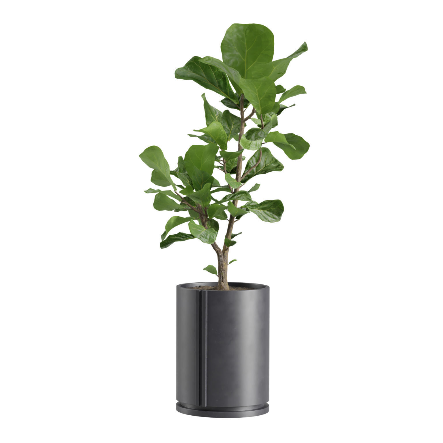 Indoor Plants Pack 27 3D model_3