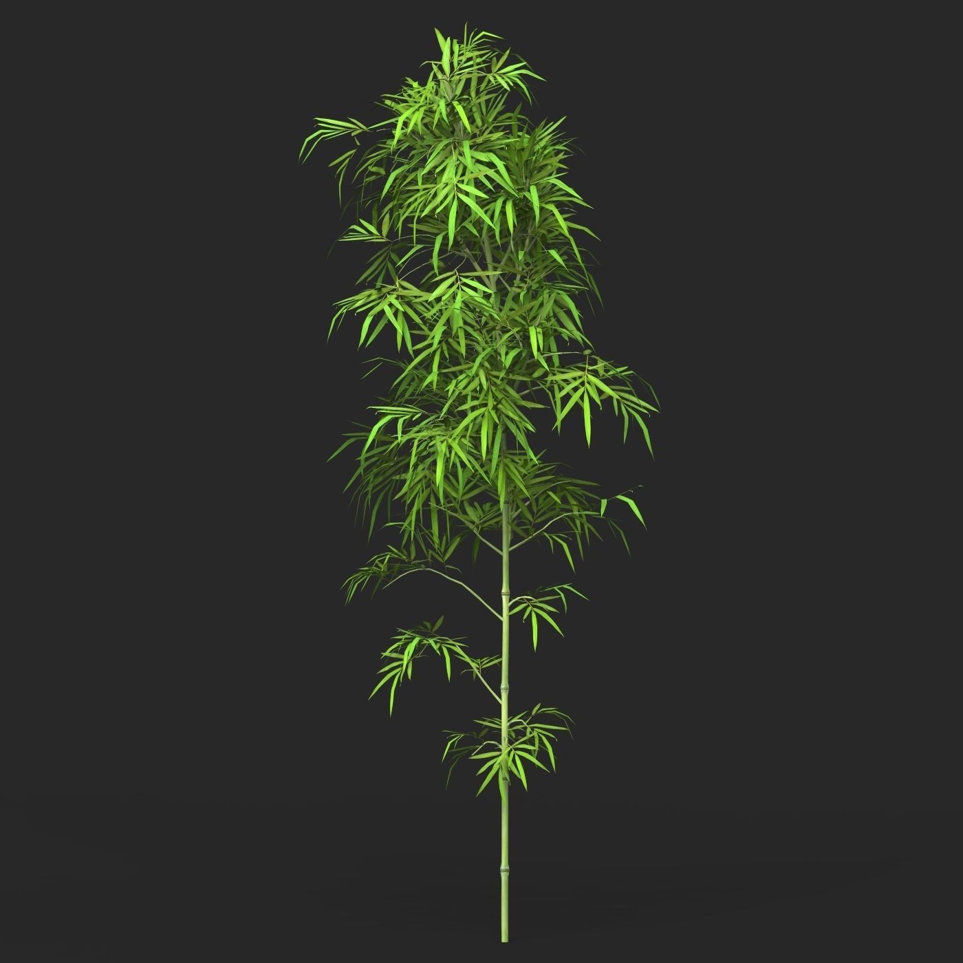 Realistic Game Ready Bamboo Tree 01 Low-poly 3D model_2