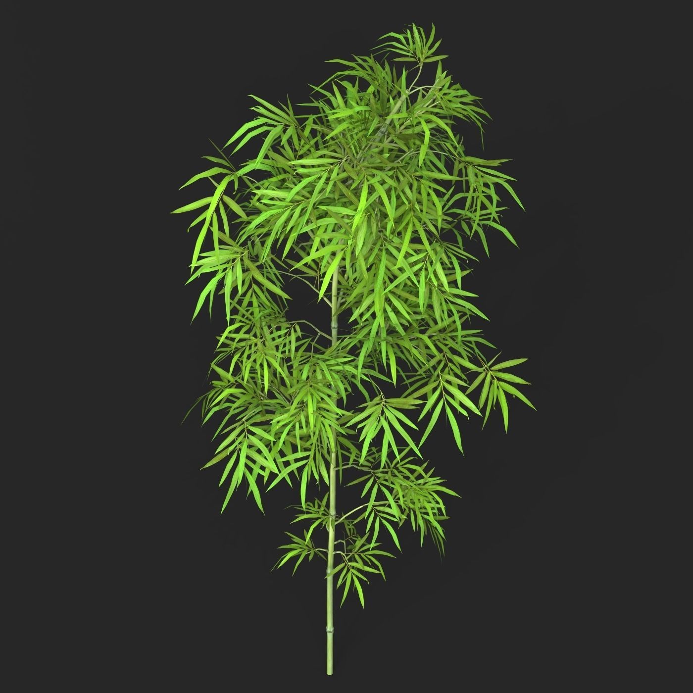 Realistic Game Ready Bamboo Tree 01 Low-poly 3D model_3