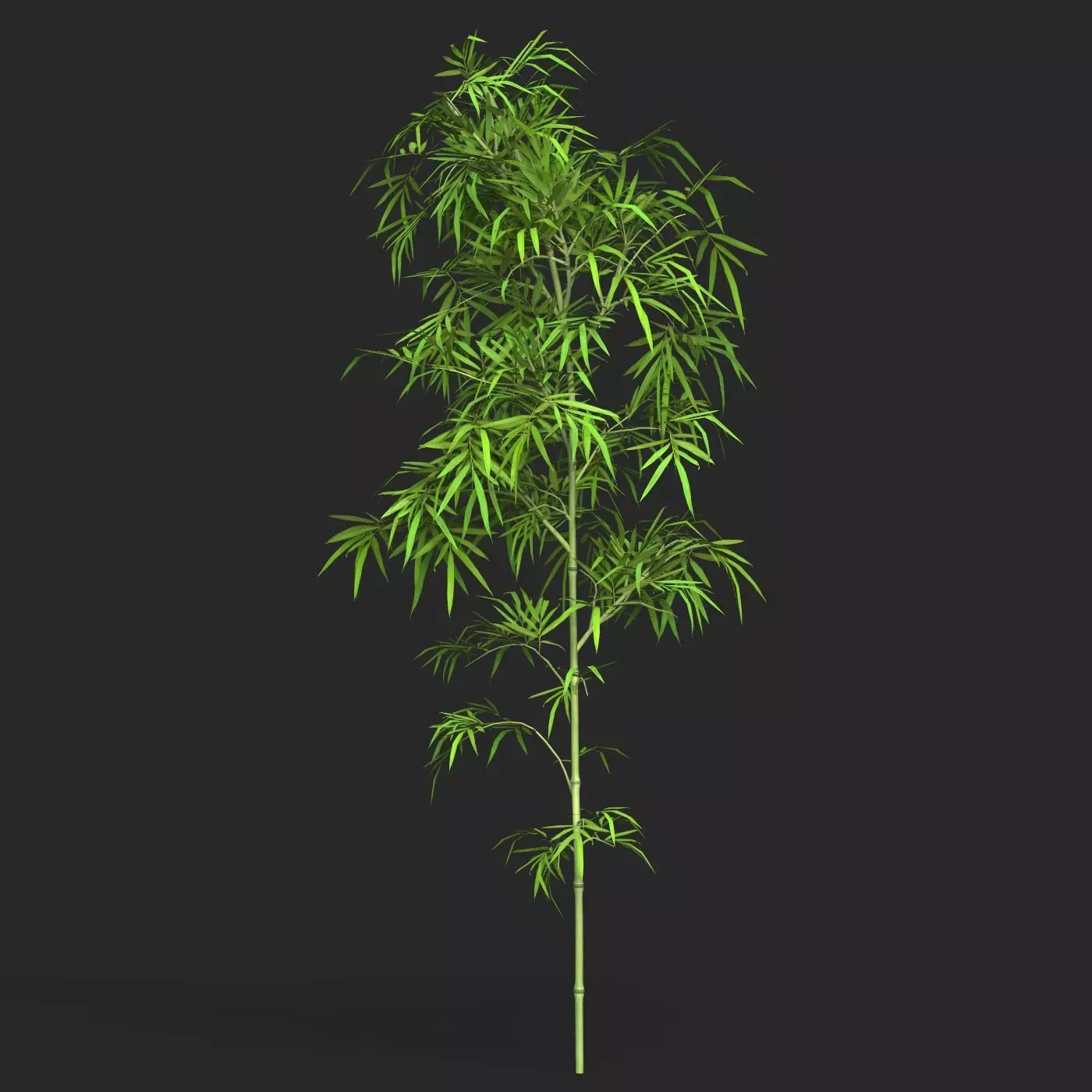 Realistic Game Ready Bamboo Tree 01 Low-poly 3D model_0