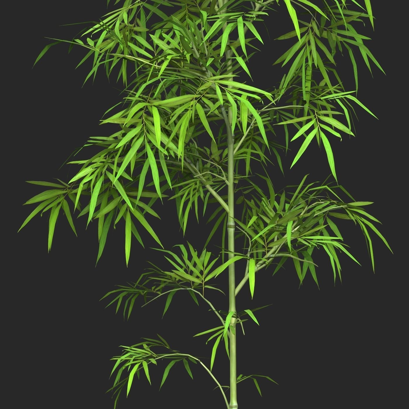 Realistic Game Ready Bamboo Tree 01 Low-poly 3D model_1
