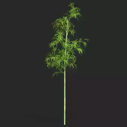 Realistic Game Ready Bamboo Tree 04