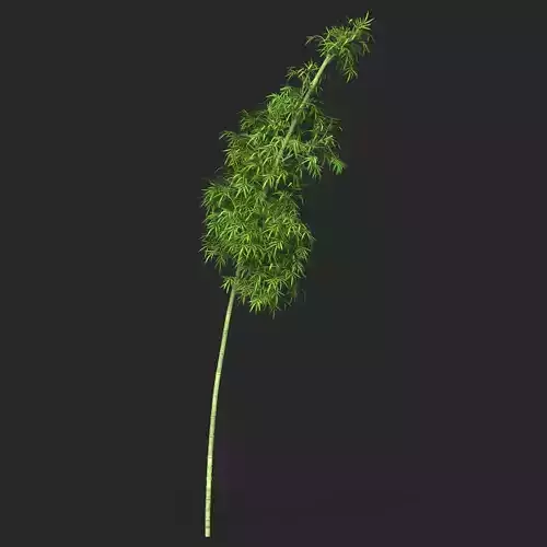 Realistic Game Ready Bamboo Tree 06