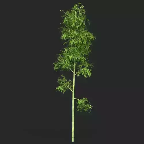 Realistic Game Ready Bamboo Tree 07