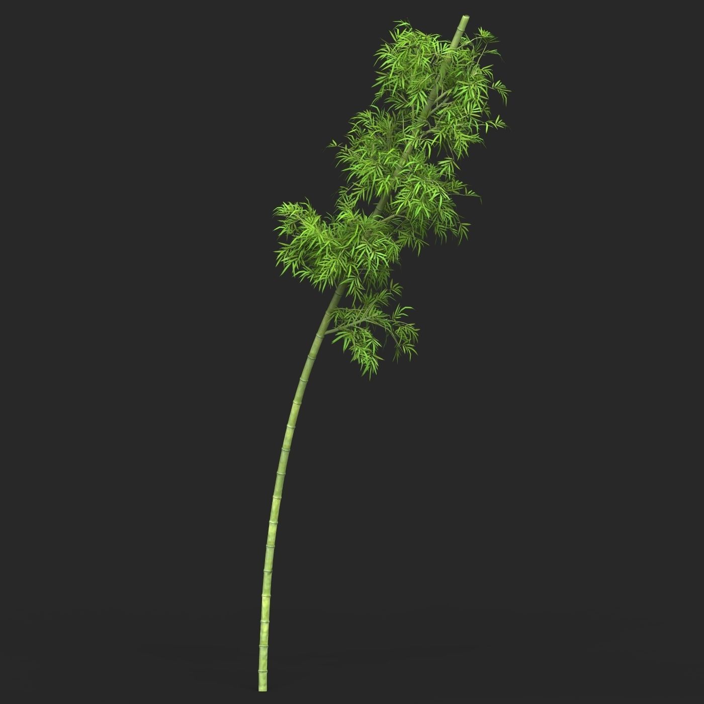 Realistic Game Ready Bamboo Tree 10 3D model_2