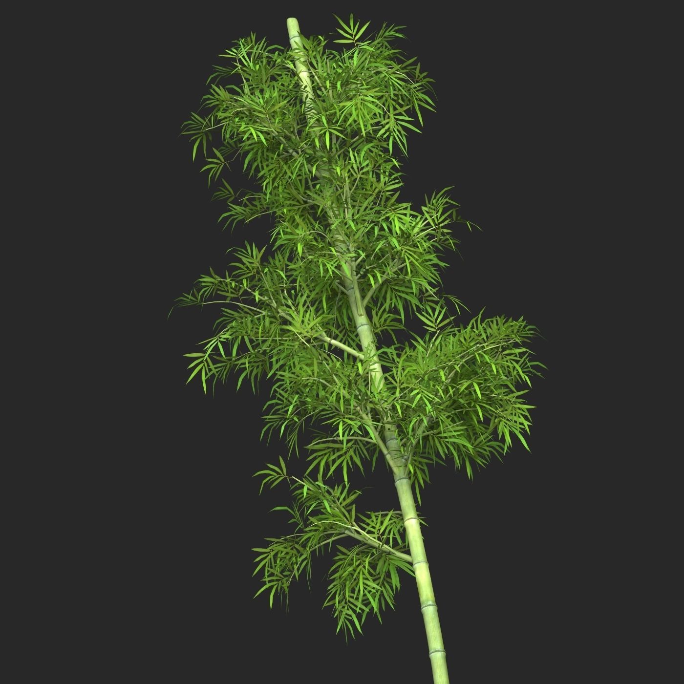 Realistic Game Ready Bamboo Tree 10 3D model_1