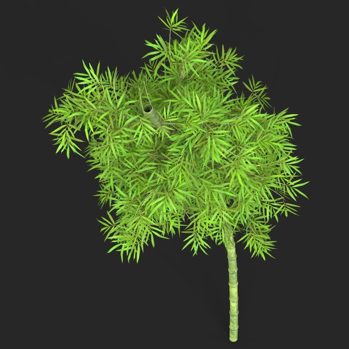 Realistic Game Ready Bamboo Tree 10 3D model_3