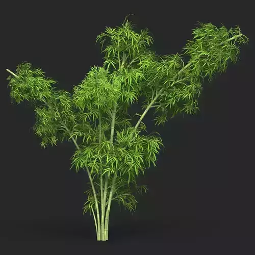 Realistic Game Ready Bamboo Tree 13