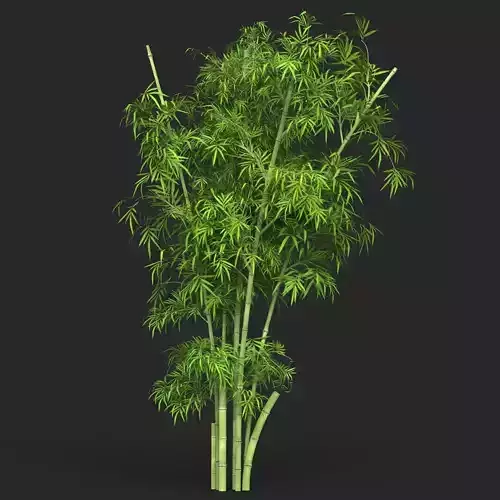 Realistic Game Ready Bamboo Tree 14