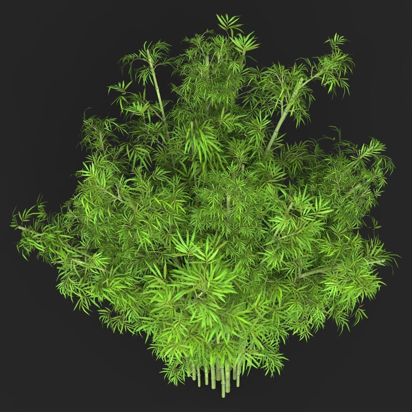 Realistic Game Ready Bamboo Tree 15 3D model_3