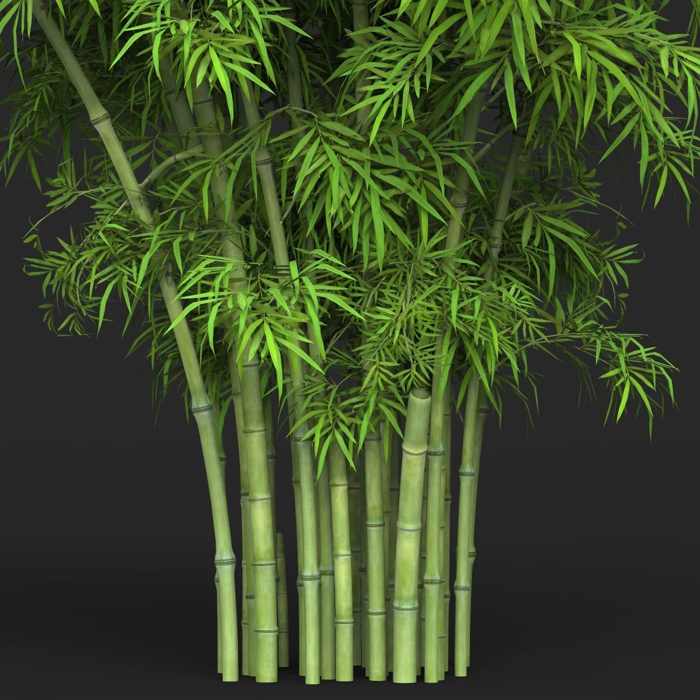 Realistic Game Ready Bamboo Tree 15 3D model_1