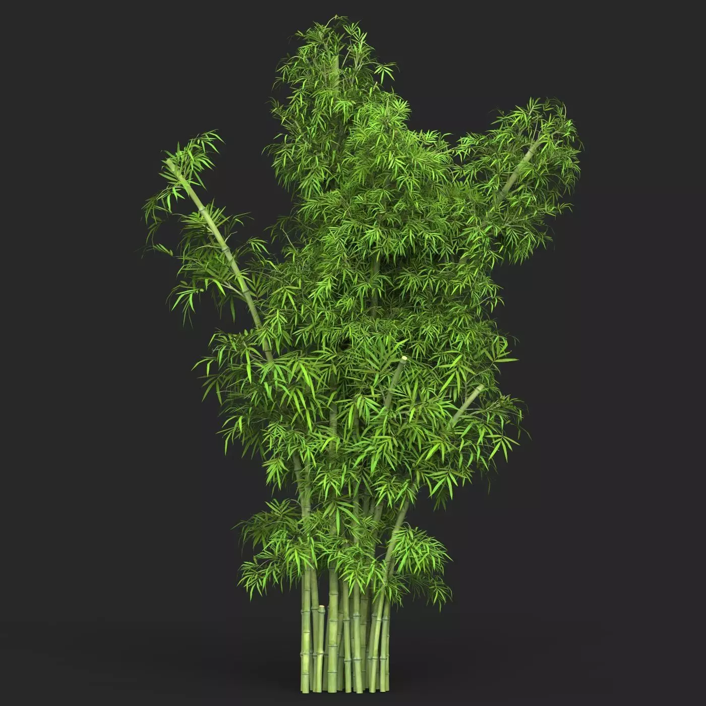 Realistic Game Ready Bamboo Tree 16 3D model_0