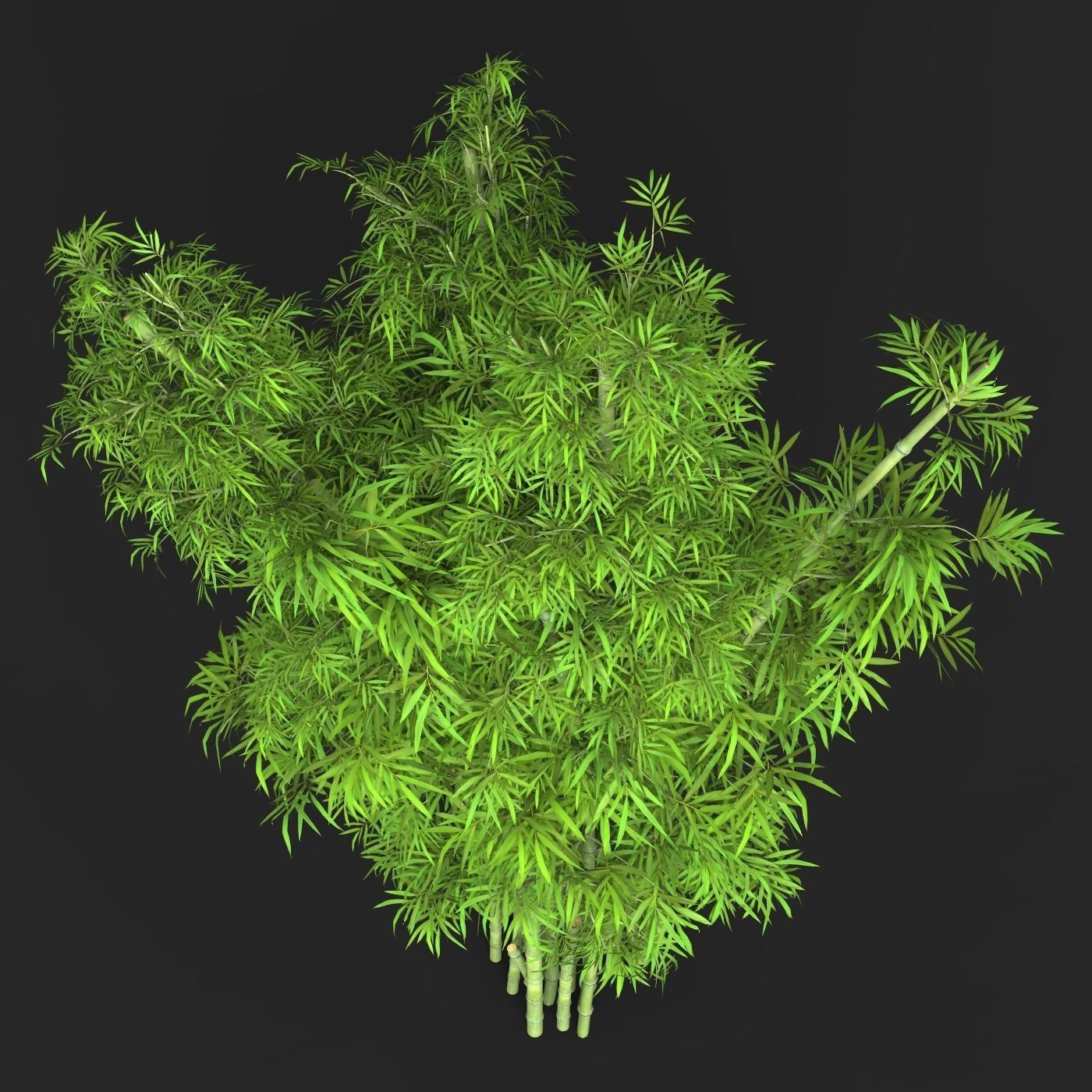 Realistic Game Ready Bamboo Tree 16 3D model_3