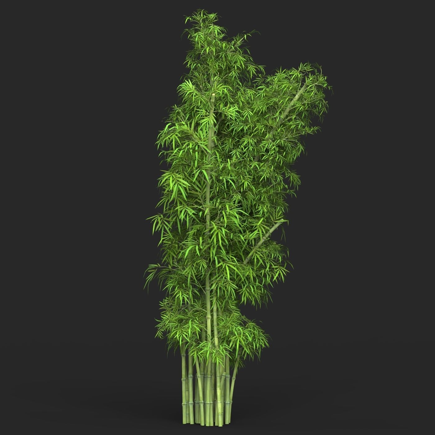 Realistic Game Ready Bamboo Tree 16 3D model_2