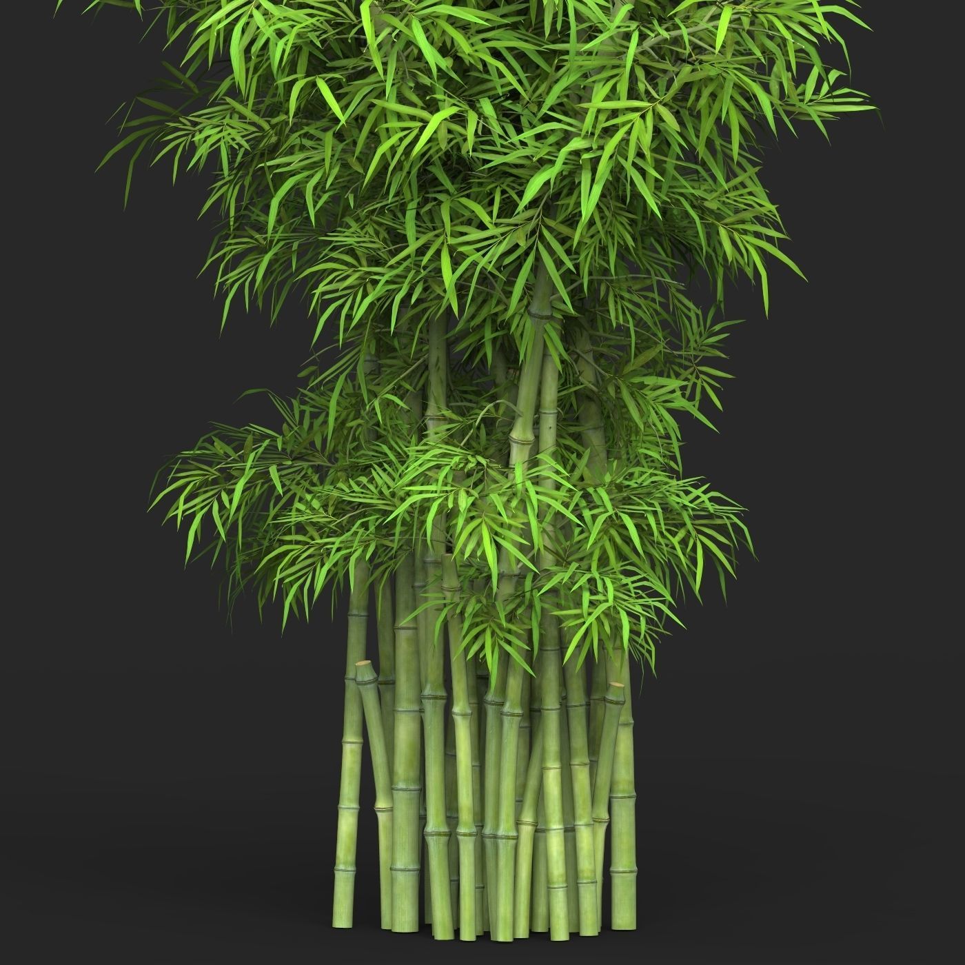 Realistic Game Ready Bamboo Tree 16 3D model_1
