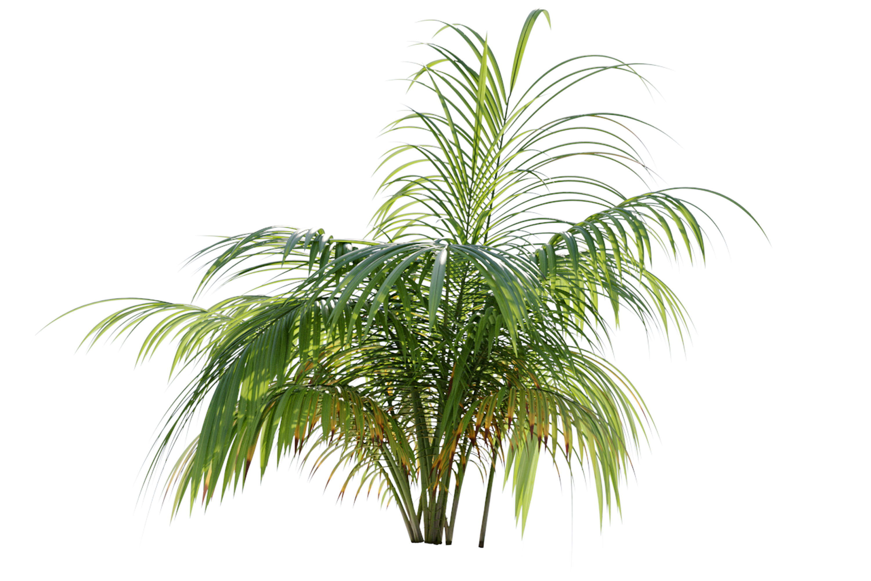 Parlor Palm 3D model_5