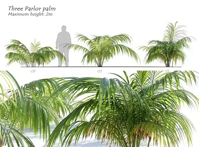Parlor Palm 3D model