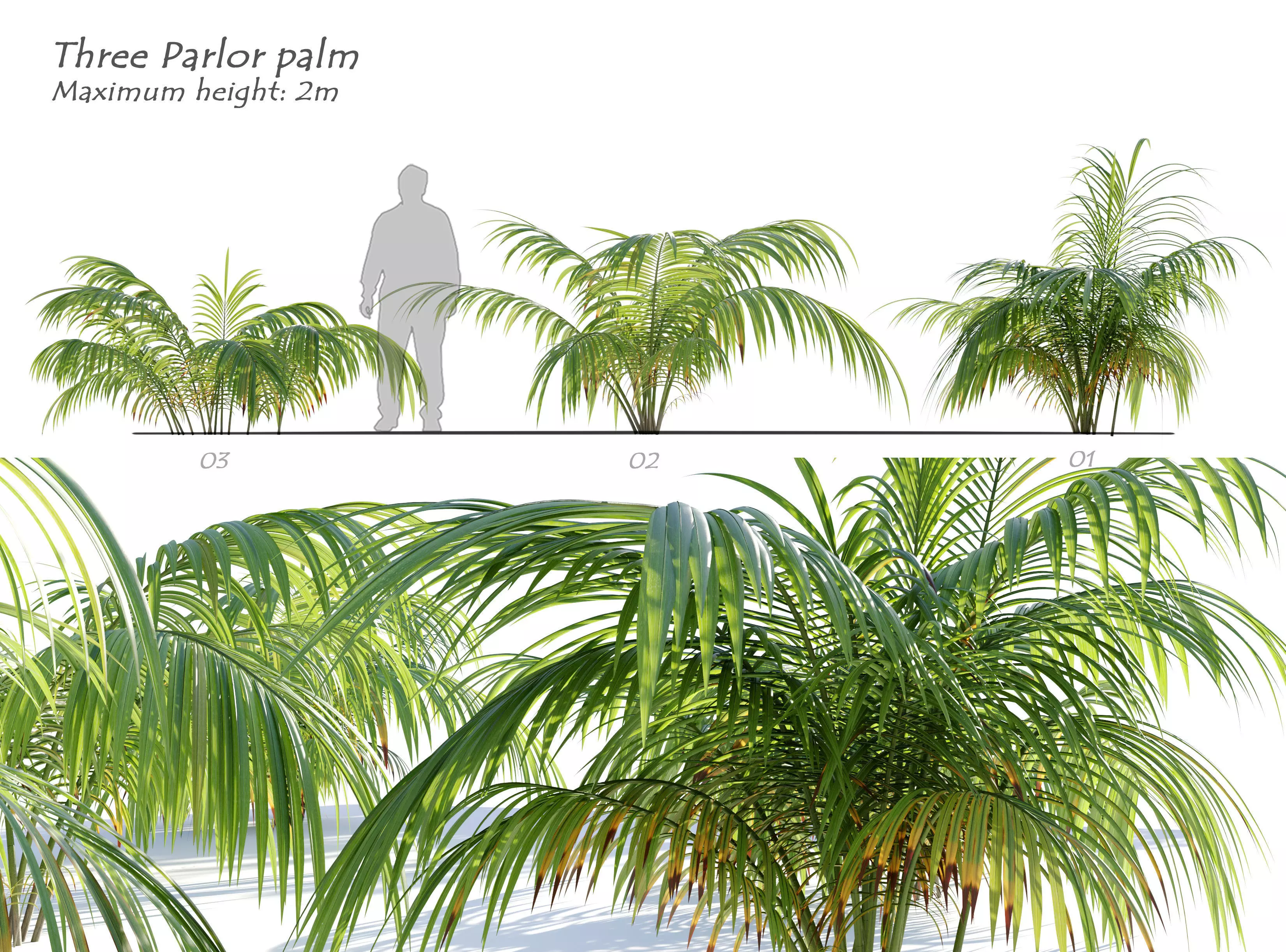 Parlor Palm 3D model_0