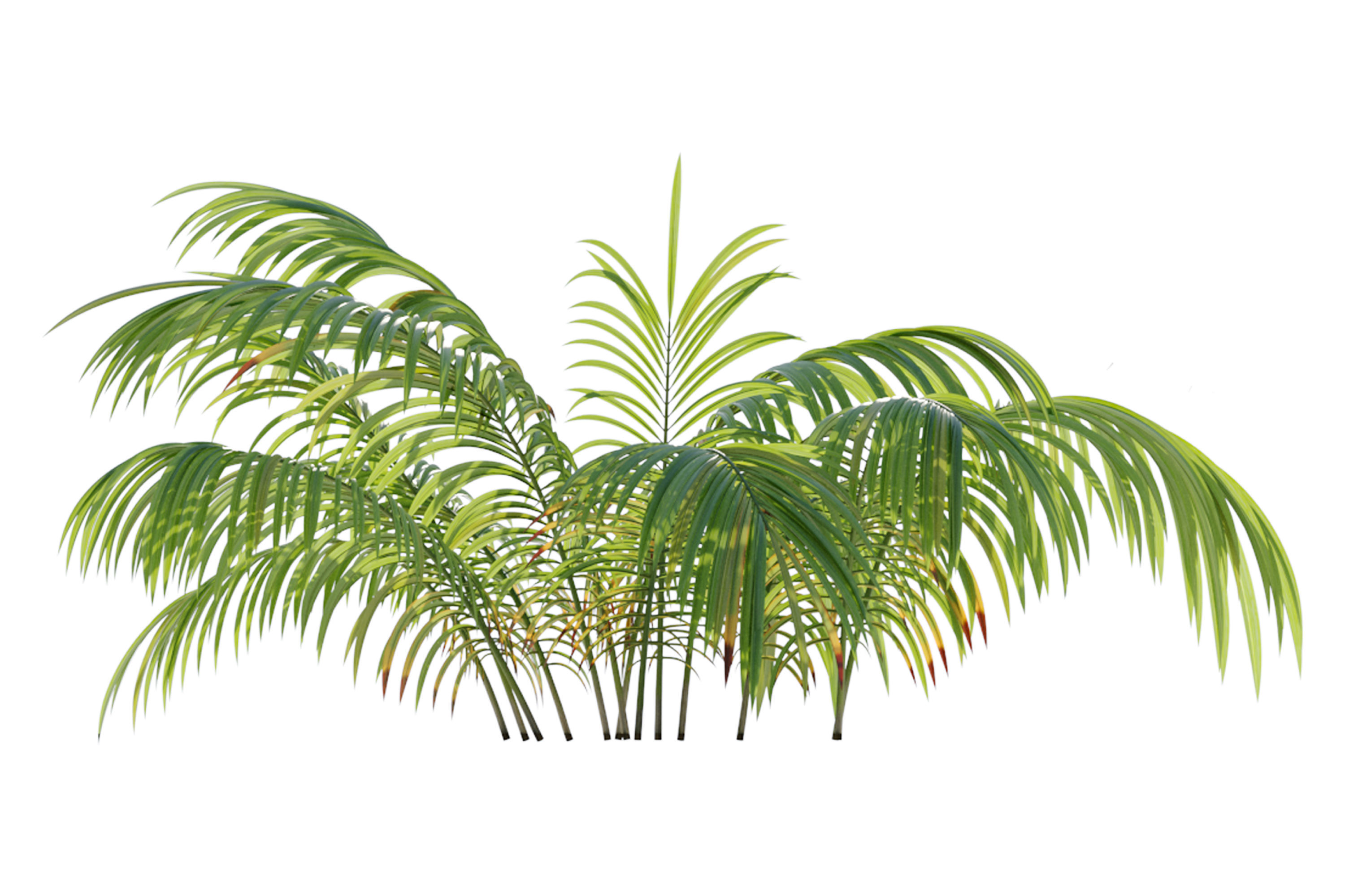 Parlor Palm 3D model_4