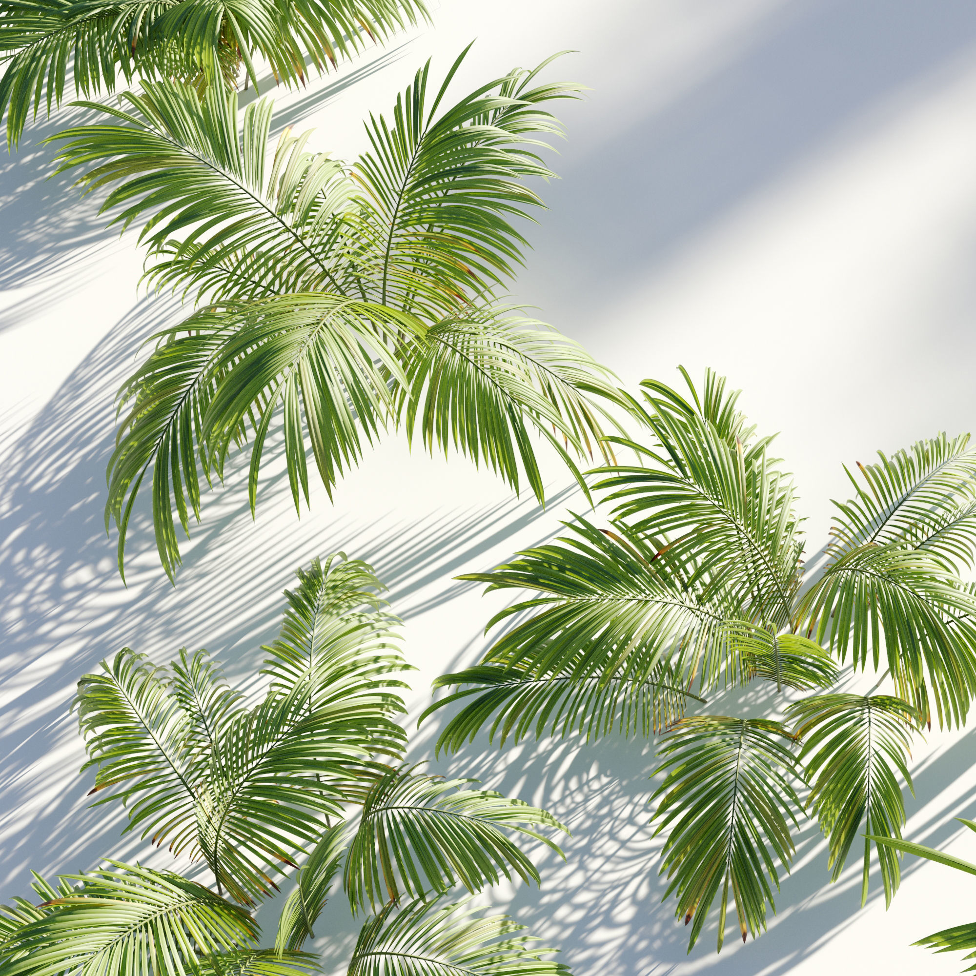 Parlor Palm 3D model_2