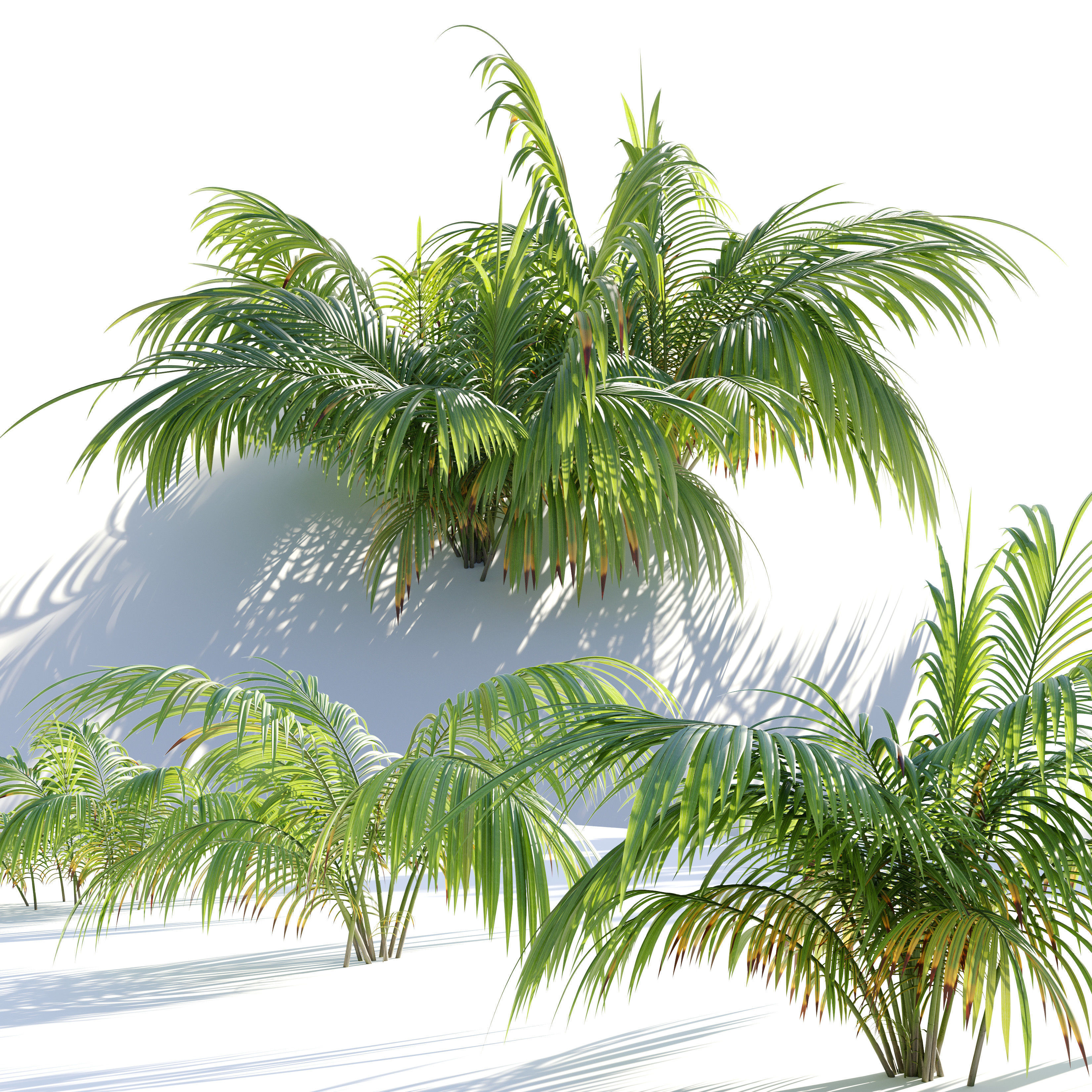 Parlor Palm 3D model_1